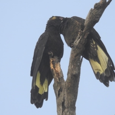 Zanda funerea (Yellow-tailed Black-Cockatoo) at Watson, ACT - 21 May 2017 by Qwerty