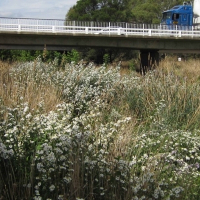 Symphyotrichum novi-belgii (Michaelmas Daisy) at Melba, ACT - 19 Mar 2017 by pinnaCLE