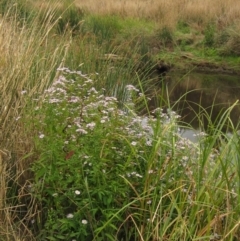 Symphyotrichum novi-belgii at Macgregor, ACT - 16 Mar 2017