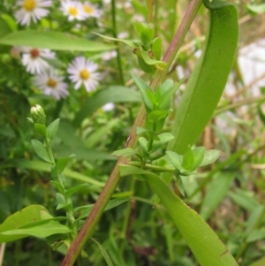 Symphyotrichum novi-belgii at Macgregor, ACT - 16 Mar 2017