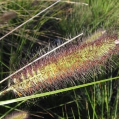 Cenchrus purpurascens (Swamp Foxtail) at Lake Ginninderra - 28 Mar 2017 by pinnaCLE