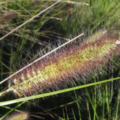 Cenchrus purpurascens (Swamp Foxtail) at Belconnen, ACT - 29 Mar 2017 by pinnaCLE