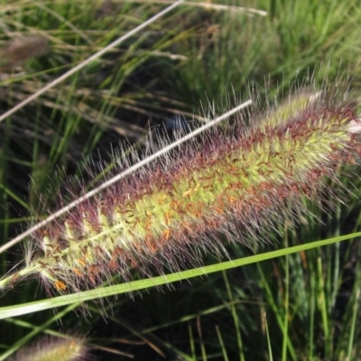 Cenchrus purpurascens (Swamp Foxtail) at Belconnen, ACT - 28 Mar 2017 by pinnaCLE