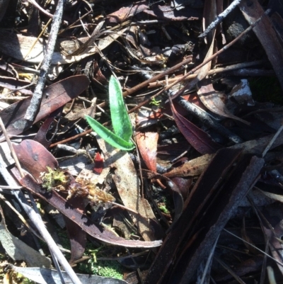 Glossodia major (Wax Lip Orchid) at Mount Majura - 26 May 2017 by petersan