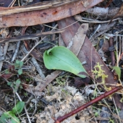 Eriochilus cucullatus (Parson's Bands) at Mount Majura - 17 May 2017 by petersan