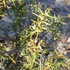 Acacia ulicifolia (Prickly Moses) at Wanniassa Hill - 26 May 2017 by Mike