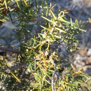 Acacia ulicifolia at Wanniassa Hill - 26 May 2017