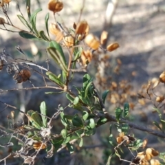 Bursaria spinosa (Native Blackthorn, Sweet Bursaria) at Wanniassa Hill - 26 May 2017 by Mike