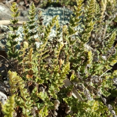 Cheilanthes distans (Bristly Cloak Fern) at Wanniassa Hill - 26 May 2017 by Mike