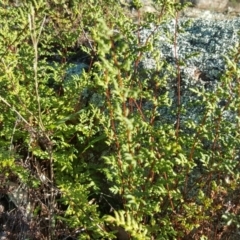 Cheilanthes sieberi (Rock Fern) at Wanniassa Hill - 26 May 2017 by Mike