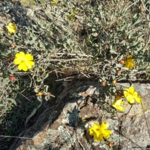 Hibbertia obtusifolia at Wanniassa Hill - 26 May 2017 03:21 PM