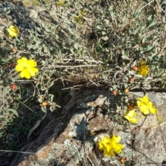Hibbertia obtusifolia (Grey Guinea-flower) at Wanniassa Hill - 26 May 2017 by Mike