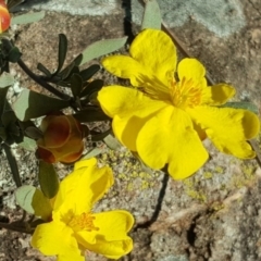 Hibbertia obtusifolia at Wanniassa Hill - 26 May 2017 03:21 PM