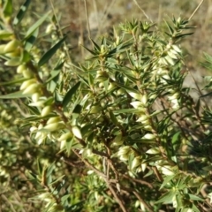 Melichrus urceolatus (Urn Heath) at Wanniassa Hill - 26 May 2017 by Mike