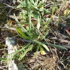 Wahlenbergia capillaris at Wanniassa Hill - 26 May 2017 03:29 PM