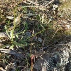 Wahlenbergia capillaris at Wanniassa Hill - 26 May 2017 03:29 PM