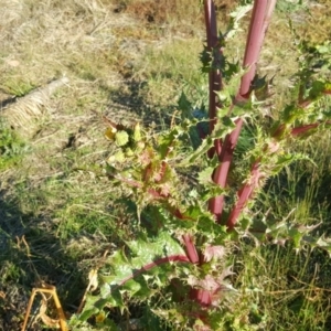 Sonchus asper at Wanniassa Hill - 26 May 2017