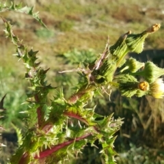 Sonchus asper at Wanniassa Hill - 26 May 2017