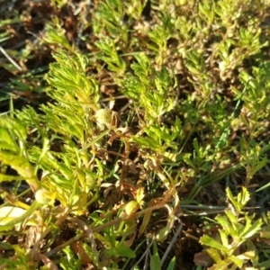 Centipeda cunninghamii at Wanniassa Hill - 26 May 2017 03:44 PM