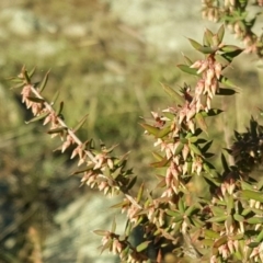 Styphelia fletcheri subsp. brevisepala (Twin Flower Beard-Heath) at Wanniassa Hill - 26 May 2017 by Mike