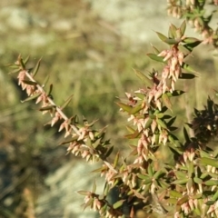 Leucopogon fletcheri subsp. brevisepalus (Twin Flower Beard-Heath) at Wanniassa Hill - 26 May 2017 by Mike