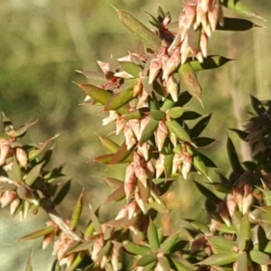 Leucopogon fletcheri subsp. brevisepalus at Wanniassa Hill - 26 May 2017