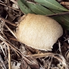 Mantidae (family) (Egg case of praying mantis) at Red Hill to Yarralumla Creek - 25 May 2017 by ruthkerruish