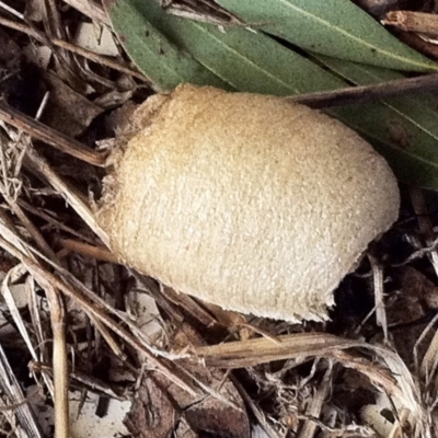 Mantidae (family) (Egg case of praying mantis) at Red Hill to Yarralumla Creek - 25 May 2017 by ruthkerruish