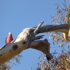 Eolophus roseicapilla (Galah) at Wanniassa Hill - 26 May 2017 by Mike