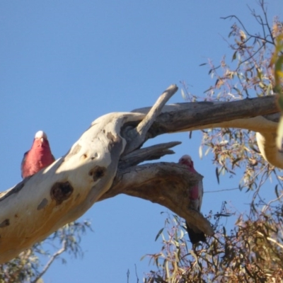 Eolophus roseicapilla (Galah) at Wanniassa Hill - 26 May 2017 by Mike