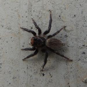 Maratus griseus at Coombs, ACT - 13 May 2017 05:58 PM