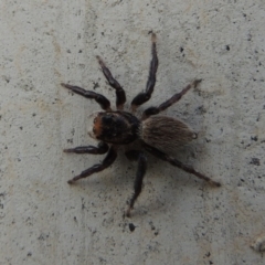 Maratus griseus (Jumping spider) at Coombs Ponds - 13 May 2017 by michaelb