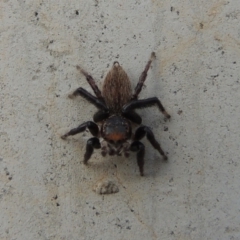 Maratus griseus at Coombs, ACT - 13 May 2017