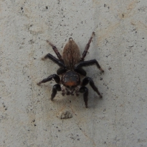 Maratus griseus at Coombs, ACT - 13 May 2017 05:58 PM