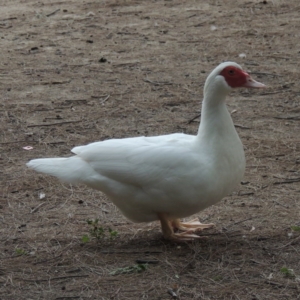 Cairina moschata at Gordon, ACT - 6 Dec 2015 07:04 PM