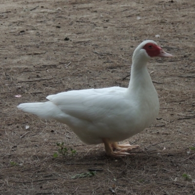 Cairina moschata (Muscovy Duck (Domestic Type)) at Gordon, ACT - 6 Dec 2015 by michaelb