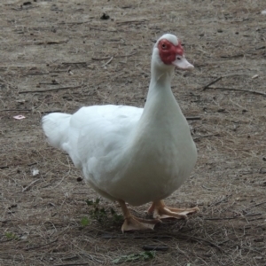 Cairina moschata at Gordon, ACT - 6 Dec 2015