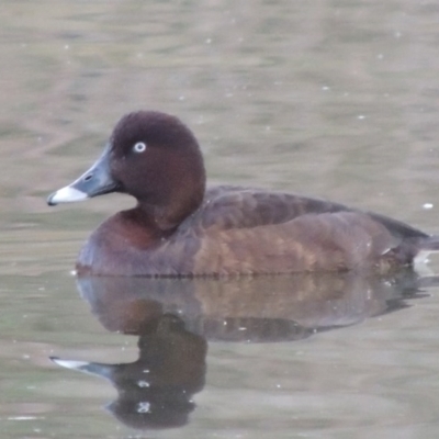 Aythya australis (Hardhead) at Coombs, ACT - 13 May 2017 by michaelb