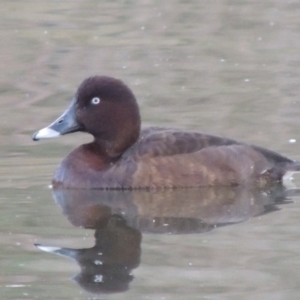 Aythya australis at Coombs, ACT - 13 May 2017