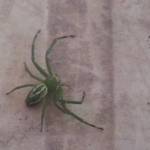 Lehtinelagia sp. (genus) at Kambah, ACT - 21 Nov 2016