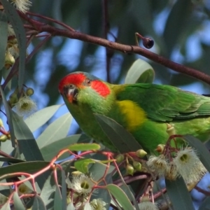 Glossopsitta concinna at Wanniassa, ACT - 27 May 2017