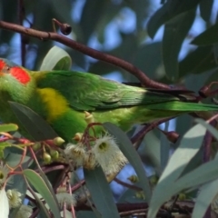 Glossopsitta concinna at Wanniassa, ACT - 27 May 2017