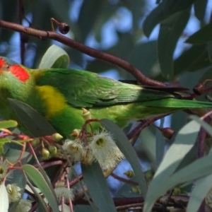 Glossopsitta concinna at Wanniassa, ACT - 27 May 2017