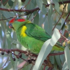 Glossopsitta concinna at Wanniassa, ACT - 27 May 2017