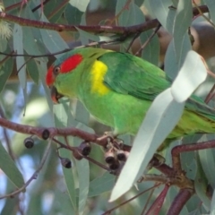 Glossopsitta concinna at Wanniassa, ACT - 27 May 2017