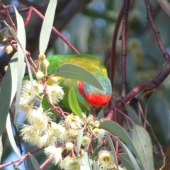 Glossopsitta concinna at Wanniassa, ACT - 27 May 2017