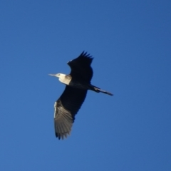 Ardea pacifica (White-necked Heron) at Red Hill Nature Reserve - 25 May 2017 by roymcd