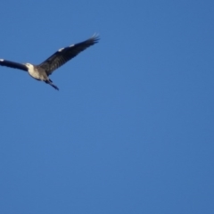 Ardea pacifica at Garran, ACT - 25 May 2017