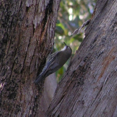 Cormobates leucophaea (White-throated Treecreeper) at Mount Taylor - 27 May 2017 by MatthewFrawley