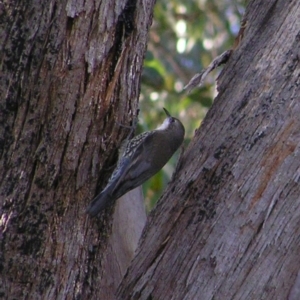 Cormobates leucophaea at Kambah, ACT - 27 May 2017